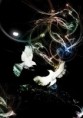 /album/egyeb-grafikak-digitalis-/birds2-jpg/